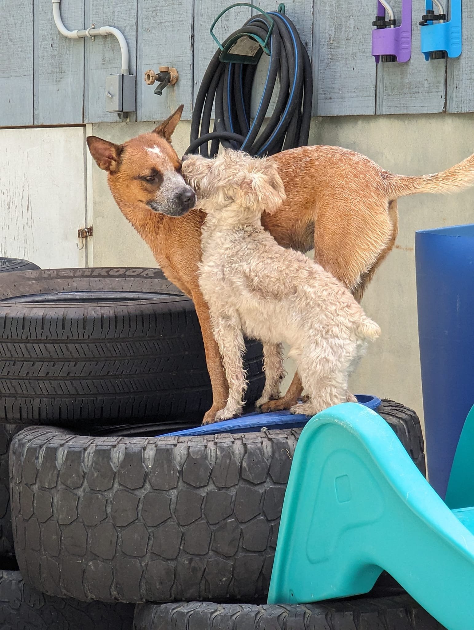 WagWorld Holistic Lounge
